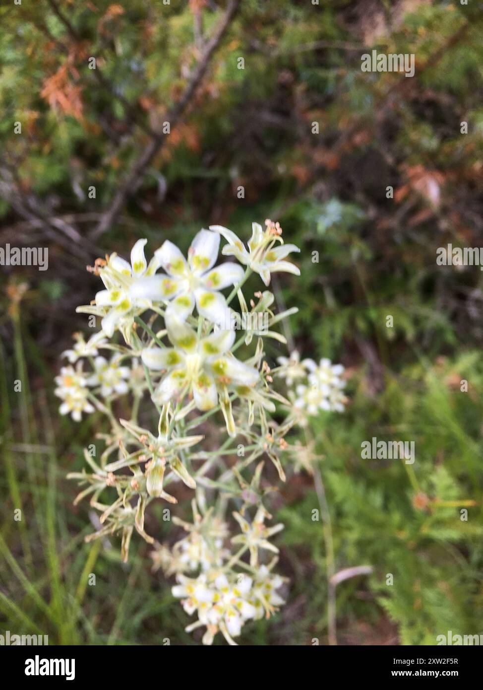 Montagna Deathcamas (Anticlea elegans) Plantae Foto Stock