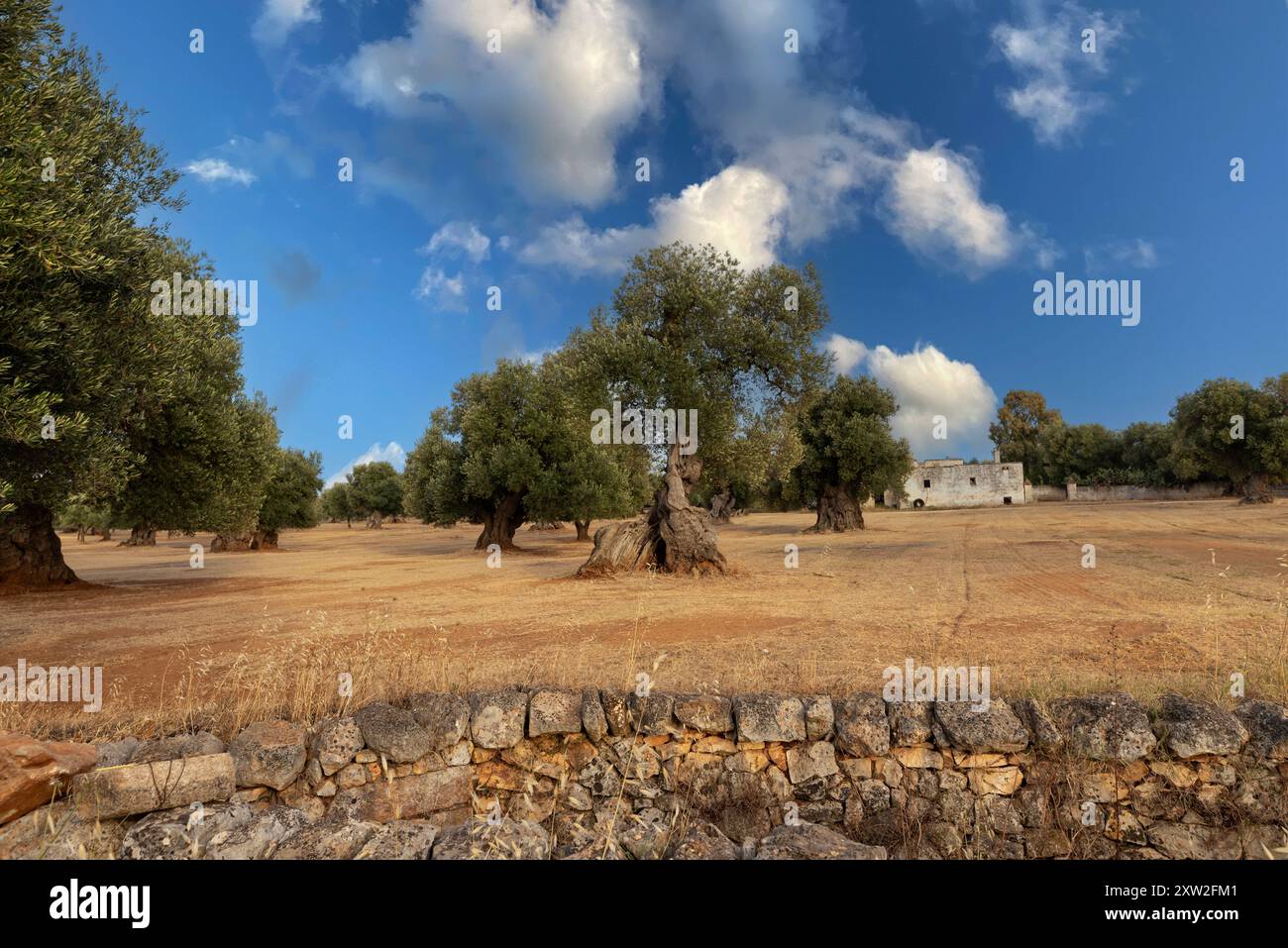 Olivi secolari, parco pianeggiante di Ostuni, Italia. Foto Stock