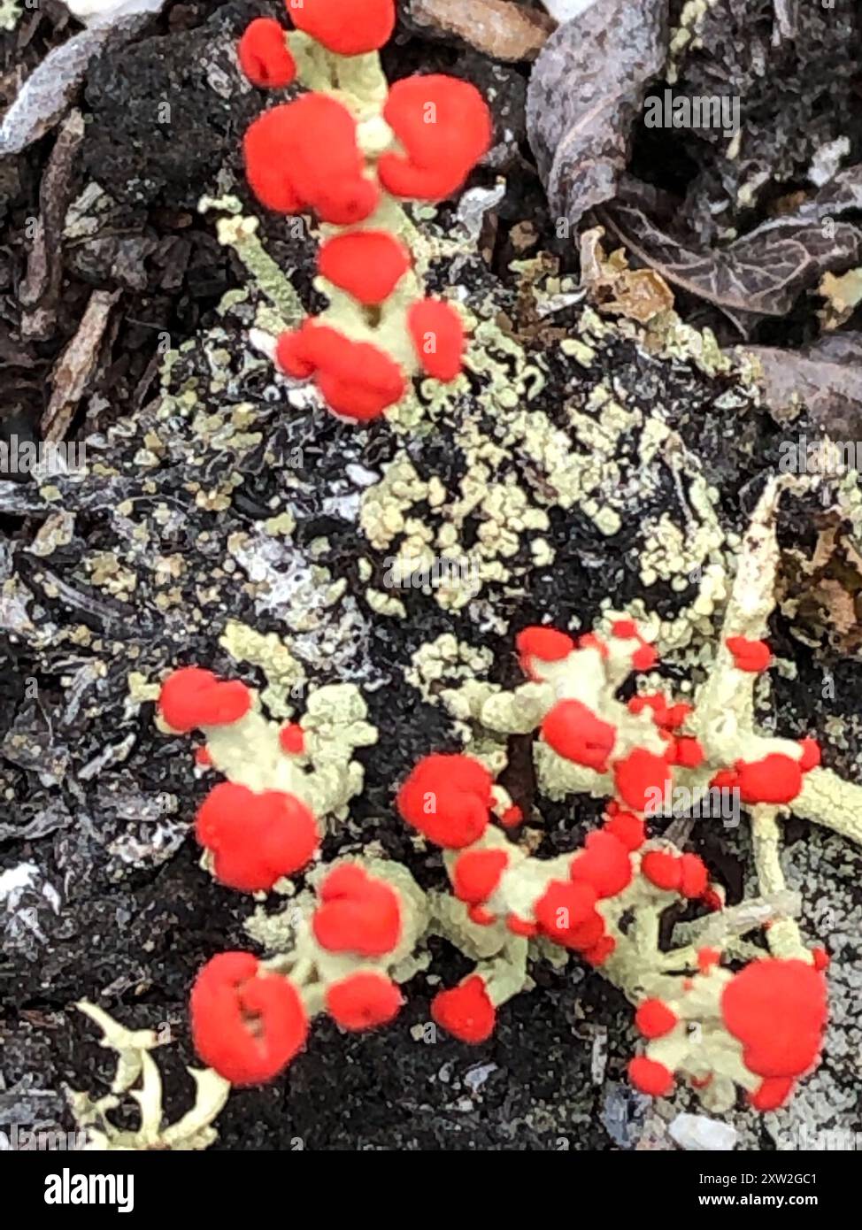 Soldato britannico lichen (Cladonia cristatella) funghi Foto Stock