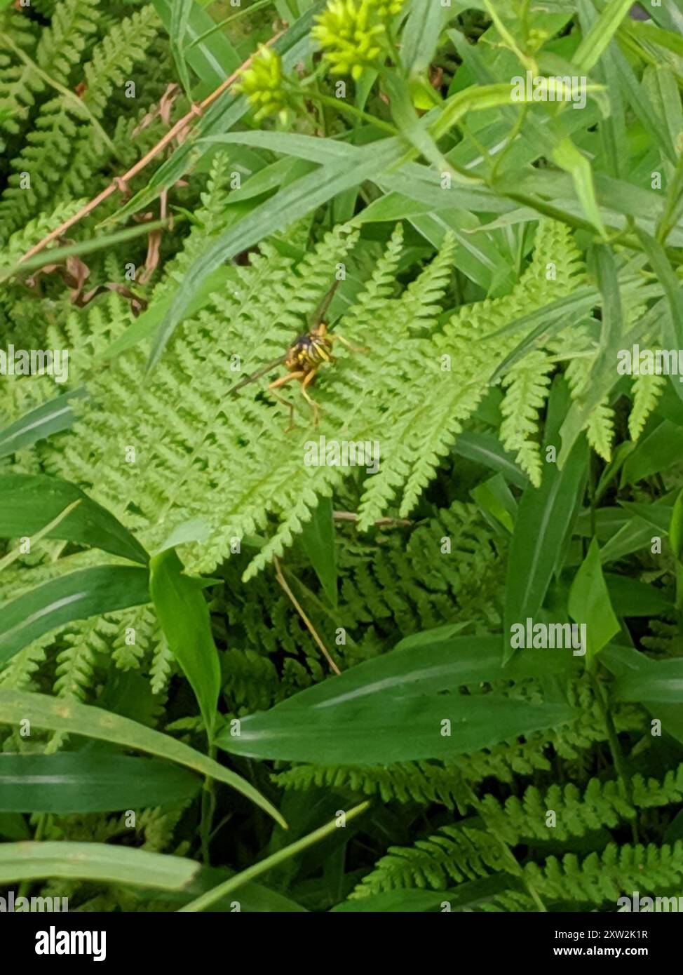 Eastern Hornet Fly (Spilomyia longicornis) Insecta Foto Stock