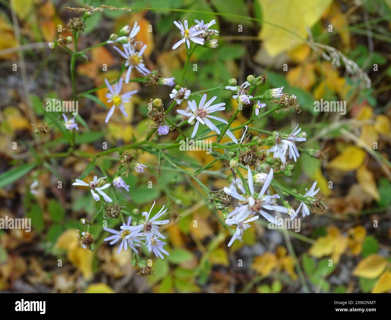 Aster (Symphyotrichum ciliolatum) Plantae di Lindley Foto Stock