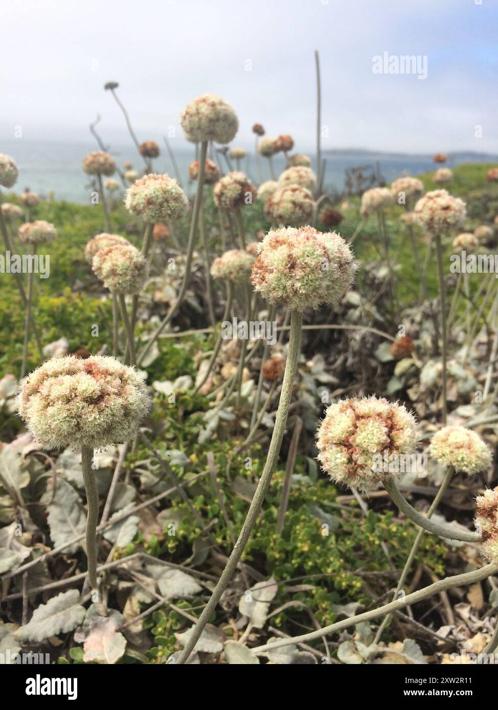 Grano saraceno (Eriogonum latifolium) Plantae Foto Stock