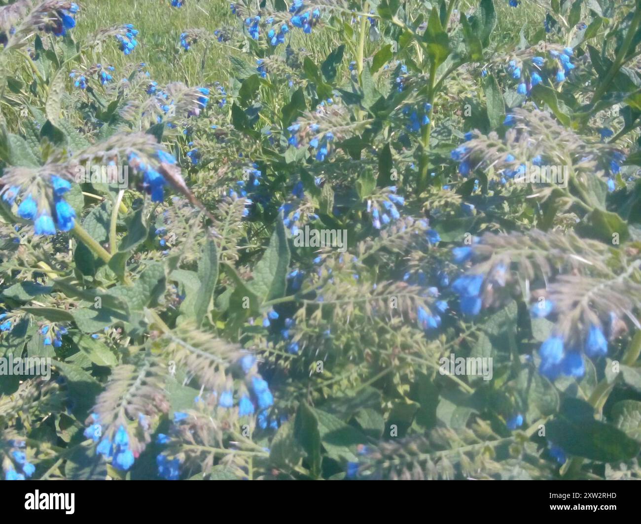 Piano di Comfrey caucasico (Symphytum caucasicum) Foto Stock