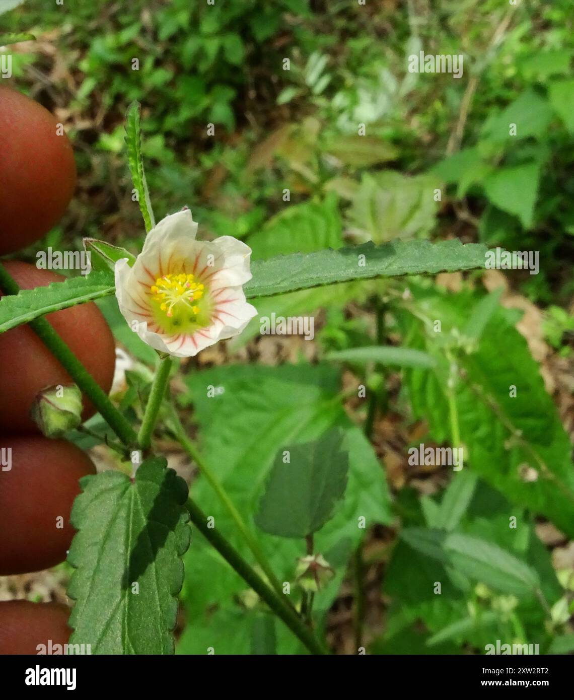 Iuta cubana (Sida rhombifolia) Plantae Foto Stock