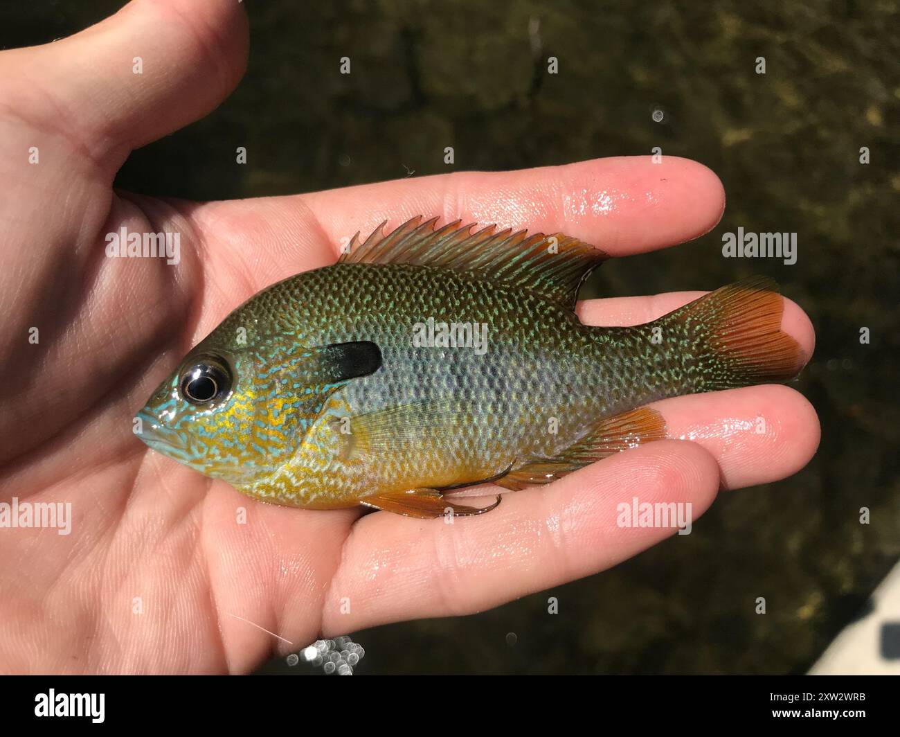 Longear Sunfish Complex (Lepomis megalotis) Actinopterygii Foto Stock