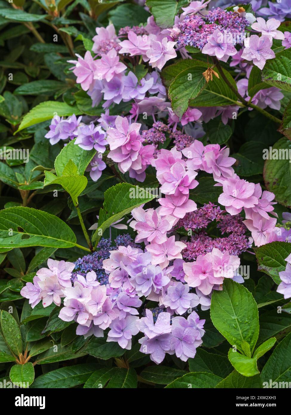 Hydrangea macrophylla "Jogasaki", una varietà di lacca con doppi fiori sterili e fiori fertili singoli Foto Stock