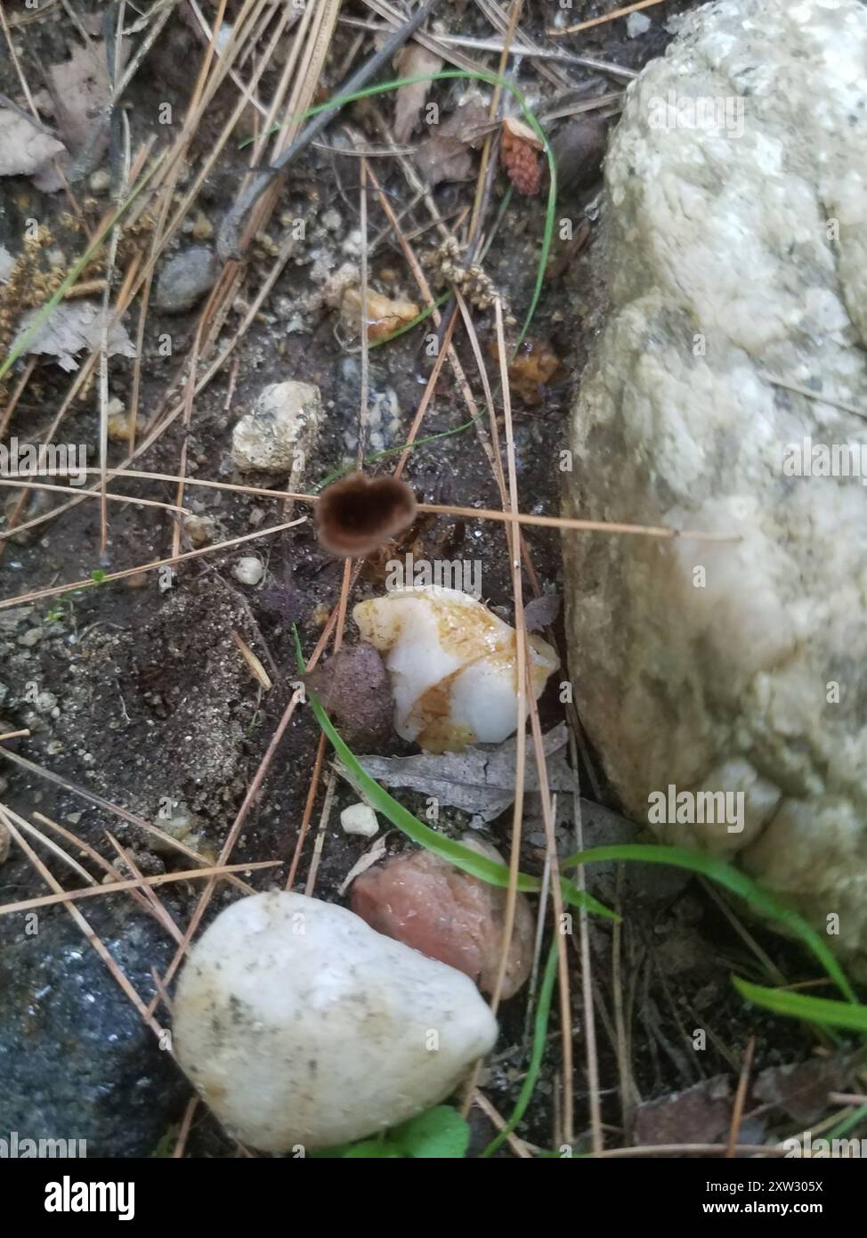 Funghi della tromba nera orientale (Craterellus fallax) Foto Stock