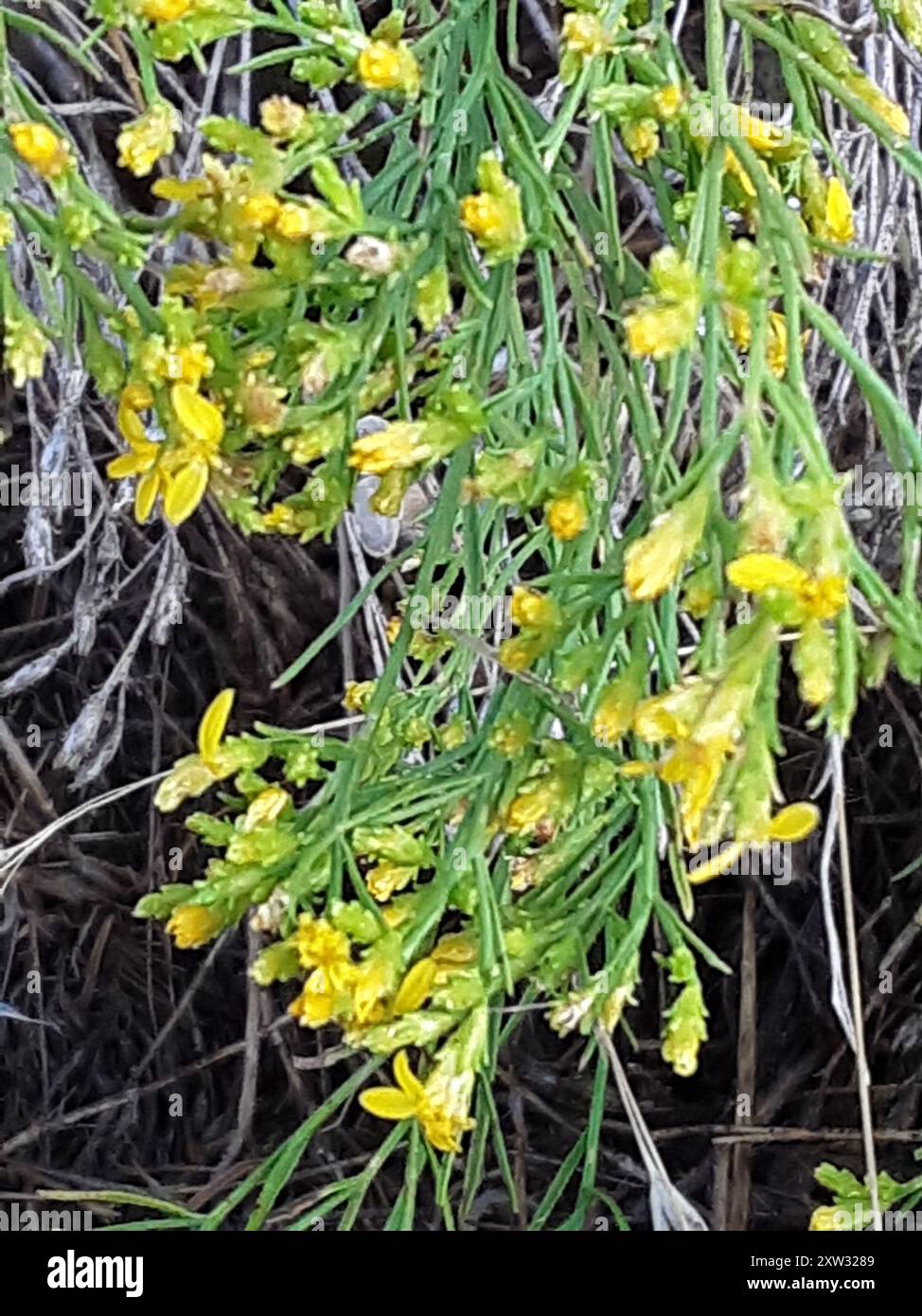 Scopa serpente (Gutierrezia sarothrae) Plantae Foto Stock