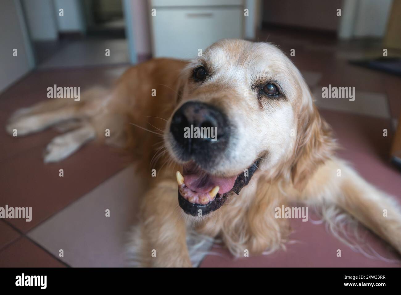 Buon cane anziano che riposa a casa. Il vecchio Golden retriever, soddisfatto, è steso sul pavimento e guarda la fotocamera. Foto Stock