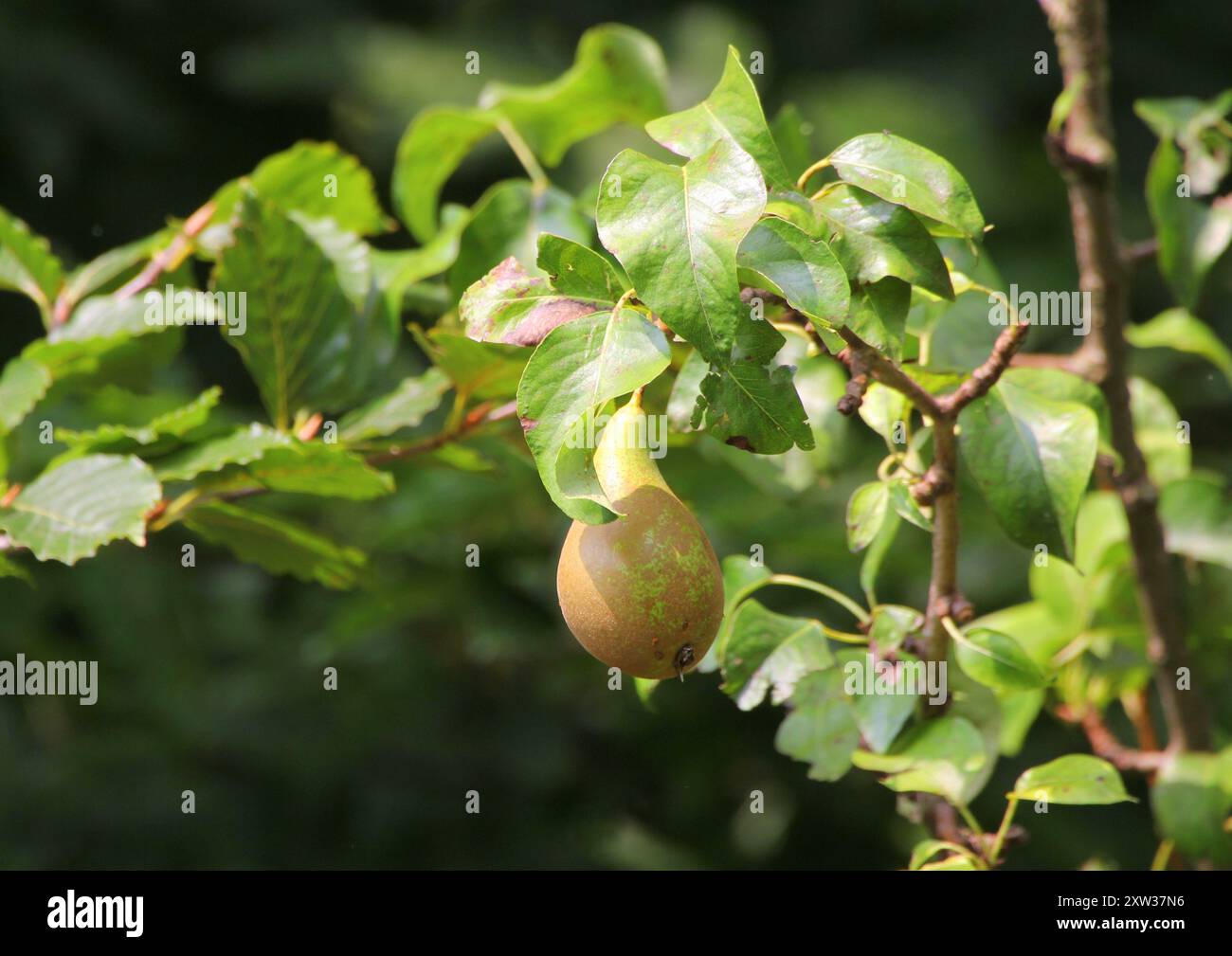 Una singola pera per conferenza appesa a una filiale Foto Stock