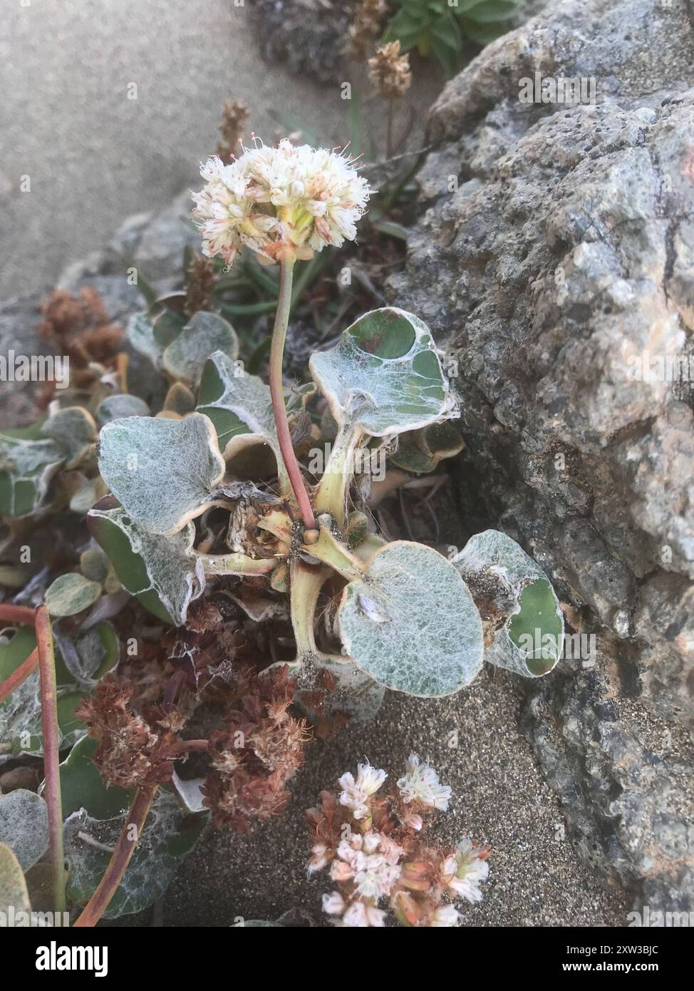 Grano saraceno (Eriogonum latifolium) Plantae Foto Stock