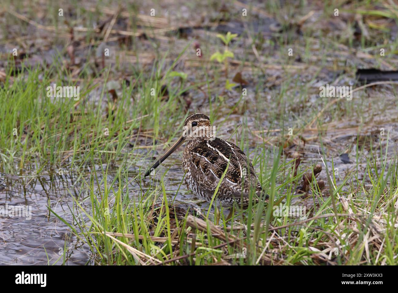 Snipe comune ( Gallinago gallinago ) alla ricerca di cibo Terranova Canada Foto Stock