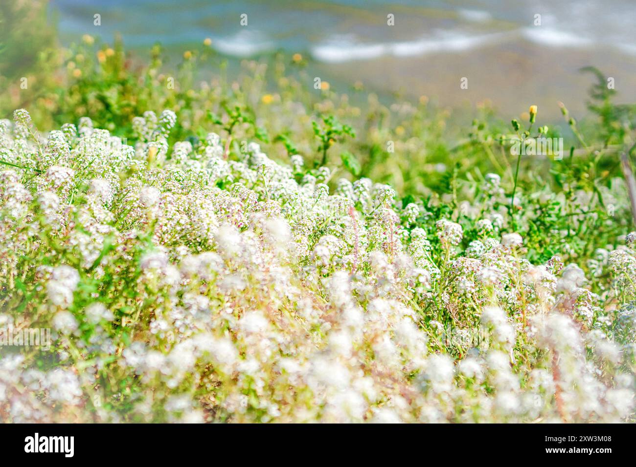 Bellissimi fiori bianchi, un dolce alissum che si estende sulle colline in riva al mare Foto Stock