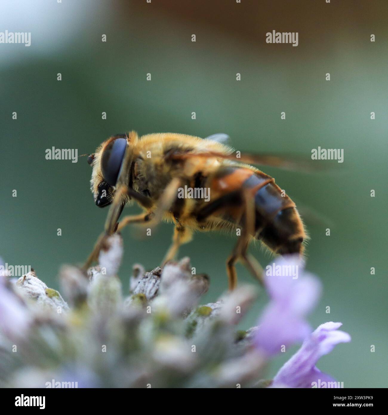 Black and Yellow Bee Foto Stock