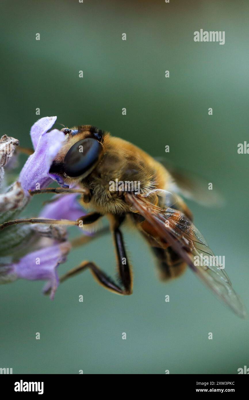 ape di impollinazione Foto Stock