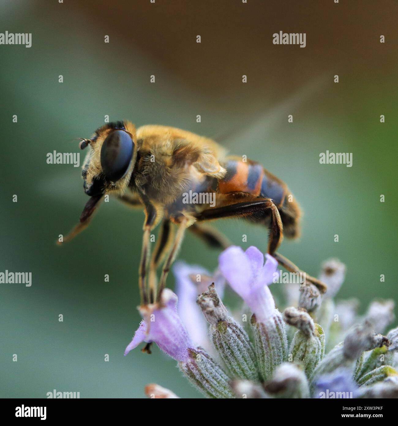 Ape sul lavoro Foto Stock