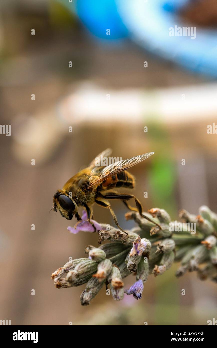 Ape 1 gialla e nera Foto Stock