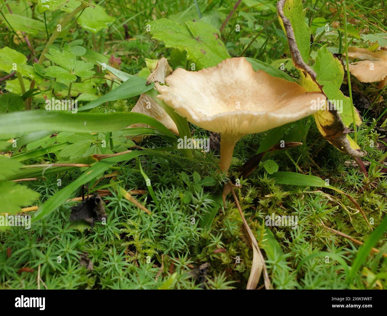 Funghi comuni (Infundibulicybe gibba) Foto Stock