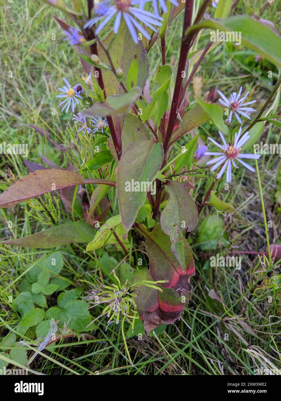 Aster (Symphyotrichum ciliolatum) Plantae di Lindley Foto Stock