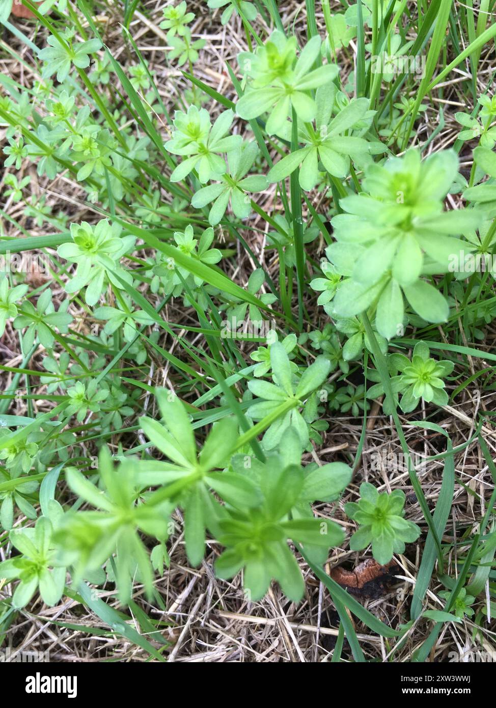 Hedge Bedstraw (Galium mollugo) Plantae Foto Stock