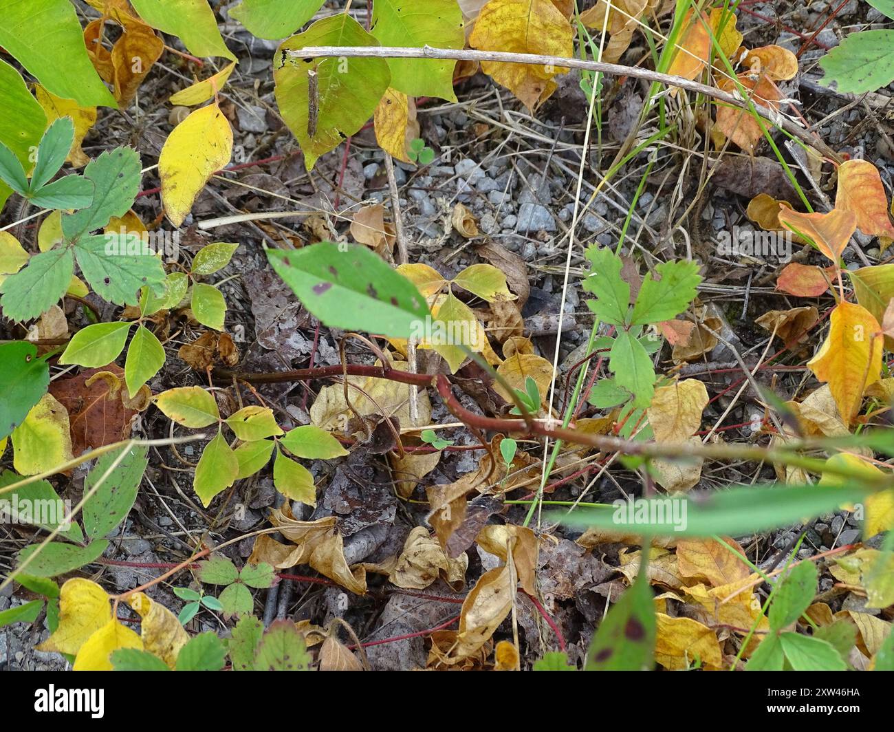 Aster (Symphyotrichum ciliolatum) Plantae di Lindley Foto Stock