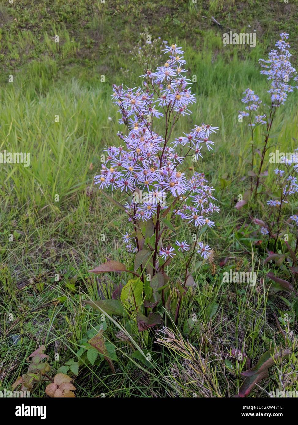 Aster (Symphyotrichum ciliolatum) Plantae di Lindley Foto Stock