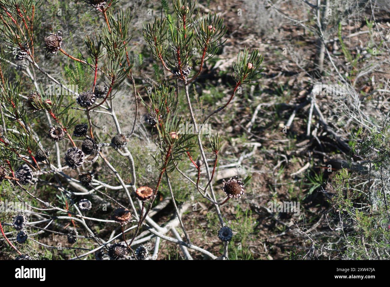 Thistle Sugarbush (Protea scolymocephala) Plantae Foto Stock