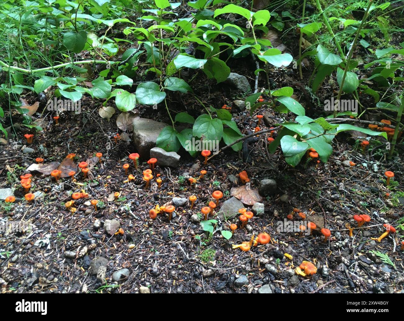 Funghi da calice (Hygrocybe cantharellus) Foto Stock