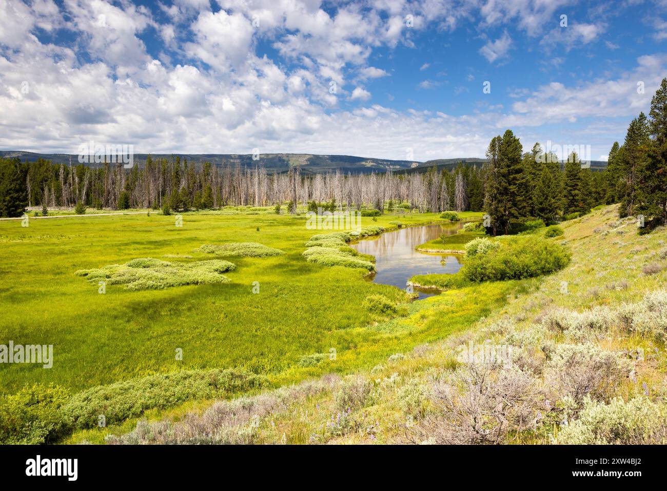 Una sorgente e paludi che riposano sotto una collina lungo il Polecat Springs Loop. John D. Rockefeller Jr. Memorial Parkway, Wyoming Foto Stock