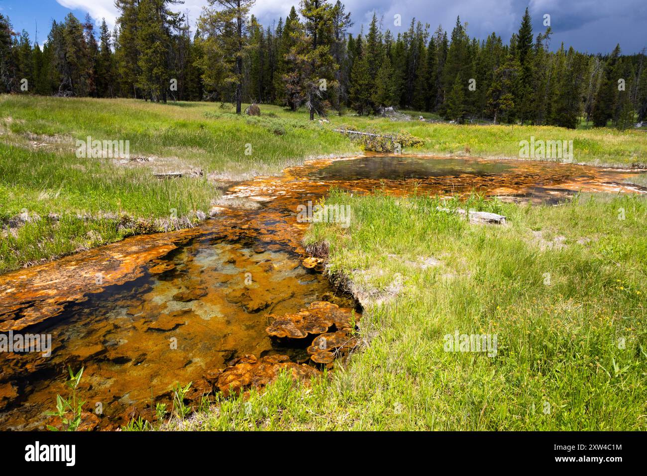 I termofili che rivestono una sorgente termale nelle sorgenti termali di Huckleberry mentre le nuvole di tempesta si infrangono. John D. Rockefeller Jr. Memorial Parkway, Wyoming Foto Stock