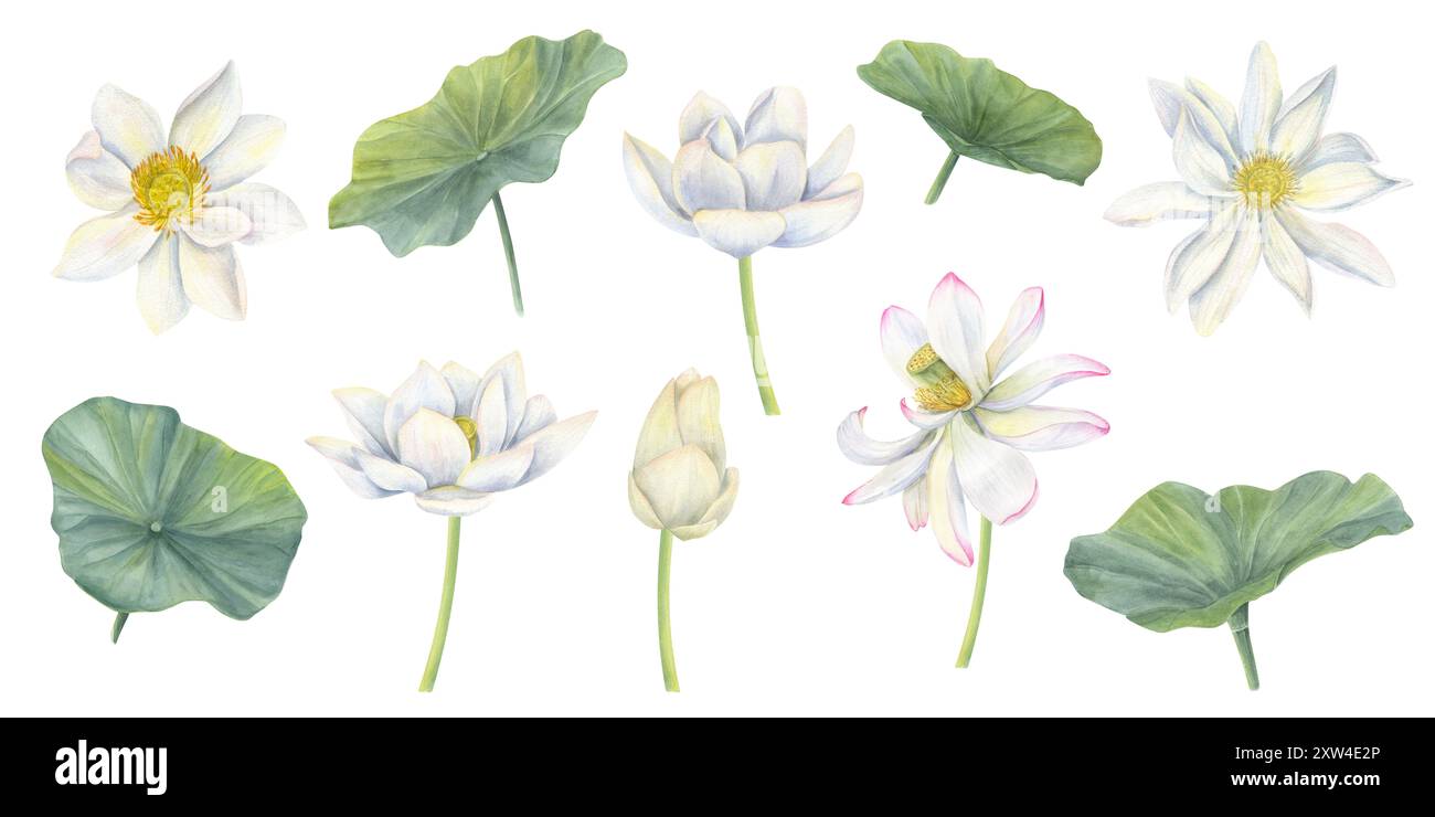 Fiori di loto bianchi in fiore. Ninfee con foglie e gemme. Piante tropicali asiatiche clip art. Testa di fiori con petali multipli. Illustrazione acquerello. Foto Stock