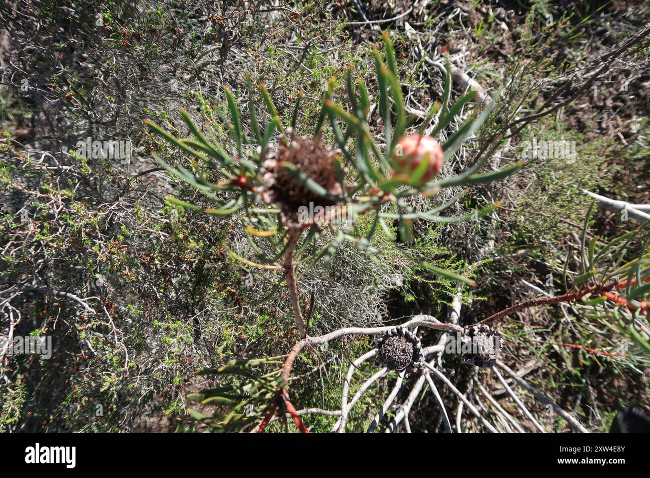 Thistle Sugarbush (Protea scolymocephala) Plantae Foto Stock