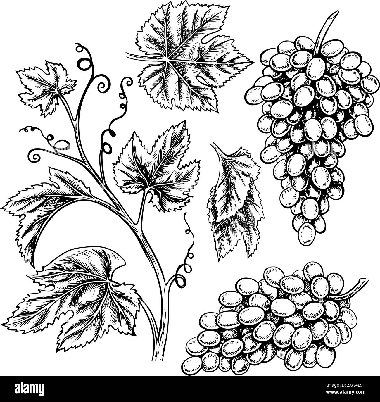 Clip art con una vite, grappoli e foglie d'uva. Grafica vettoriale, set di illustrazioni disegnate a mano in bianco e nero. Isola su sfondo bianco. Illustrazione Vettoriale