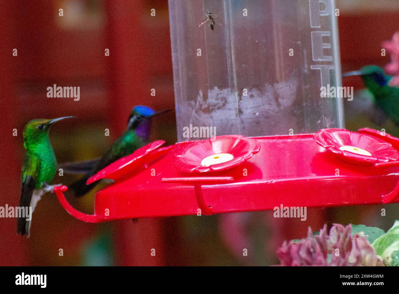 Aves con testa di rame smeraldo (Microchera cupreiceps) Foto Stock