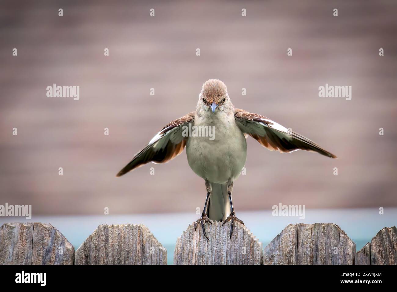 Mockingbird (Mimus polyglottos) mette in scena uno spettacolo con un'ala sul retro Foto Stock