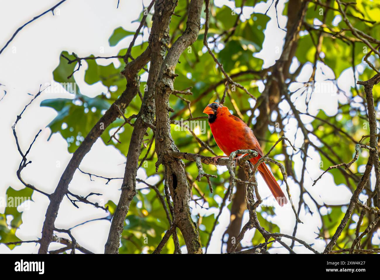Un cardinale del Nord maschile (Cardinalis cardinalis) arroccato su un albero Foto Stock
