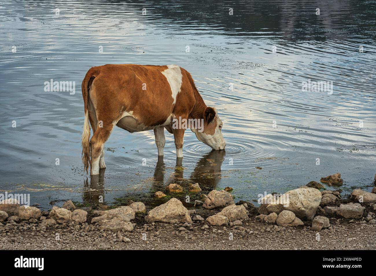 Una mucca maculata rossa di razza Friesiana beve dal lago Pietranzoni nel Parco Nazionale del Gran Sasso e Monti della Laga. Abruzzo Foto Stock