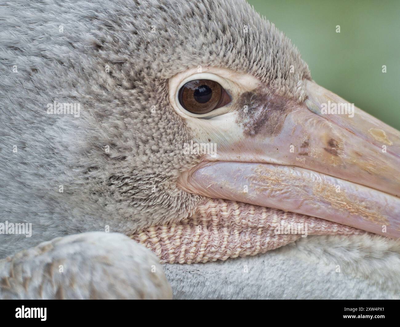 Pelican con occhi, becco e piume visti da vicino. Foto Stock