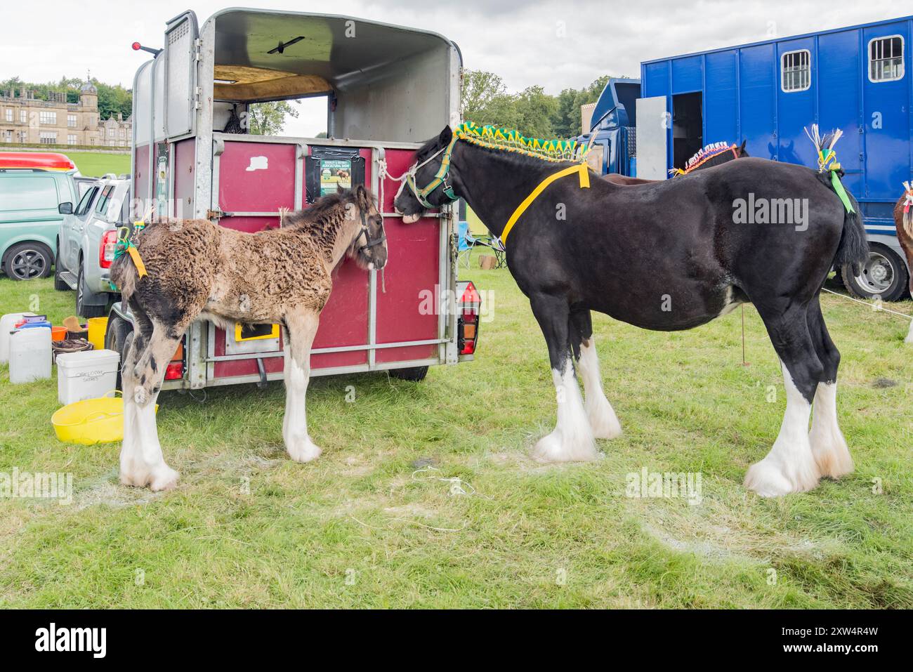 Cavallo pesante e puledri con tocchi finali dell'ultimo minuto, prima di sfilare sul ring .... Spettacolo Gargrave 2024 Foto Stock