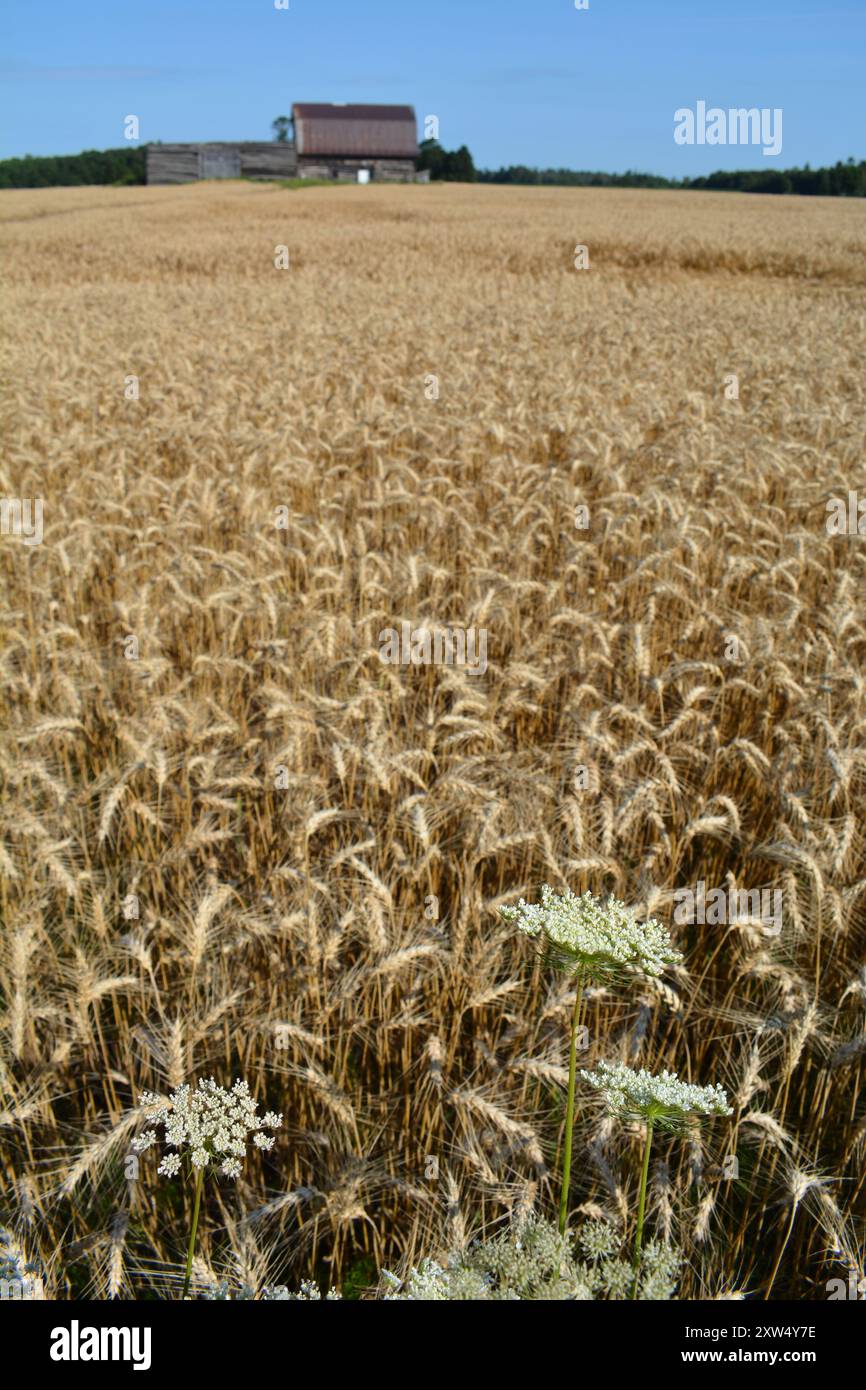 Campo di grano nell'Ontario vicino ad Arnprior con vecchio fienile in legno sullo sfondo con cielo blu Foto Stock
