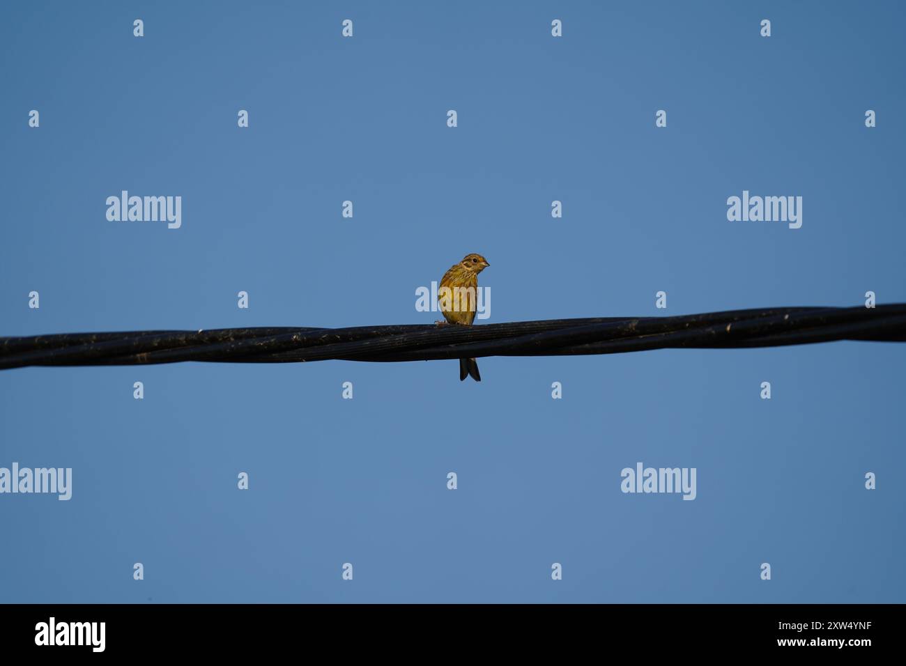 Giovane giallastro (emberiza citrinella) seduto su un filo metallico nel Cambridgeshire, Regno Unito (agosto) Foto Stock