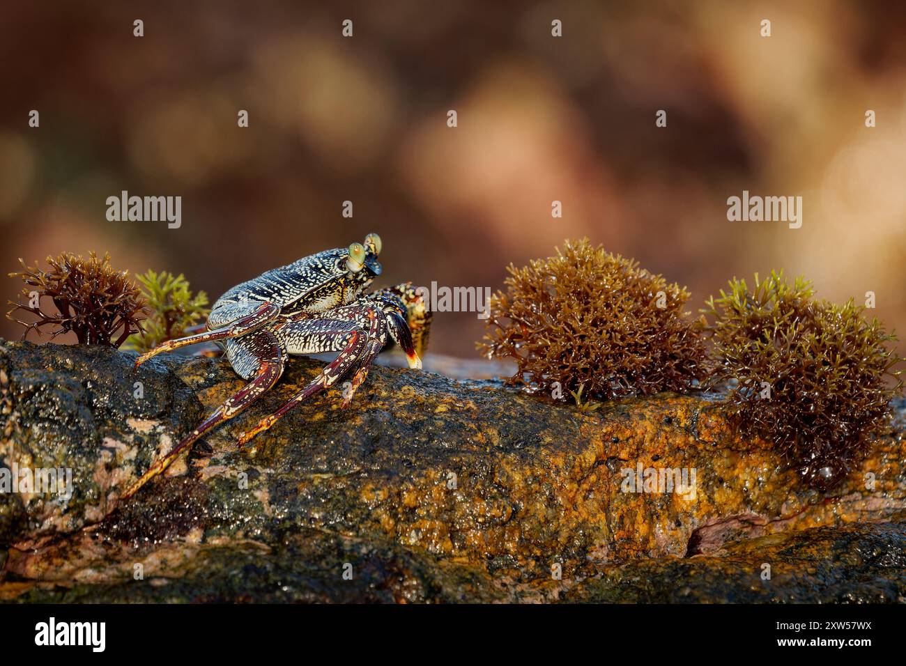 Natal Lightfoot Crab Grapsus tenuicrustatus o maculatus, granchio colorato dalle coste rocciose, scavatore chiave, grande scalatore, vitale per l'ecosistema intertidale Foto Stock