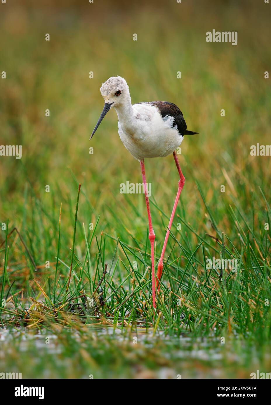 Stilt Himantopus himantopus, ali nere, lunghe gambe rosse, piumaggio bianco-nero; nelle zone umide di tutta Europa, Asia, che si nutrono nell'erba verde Foto Stock