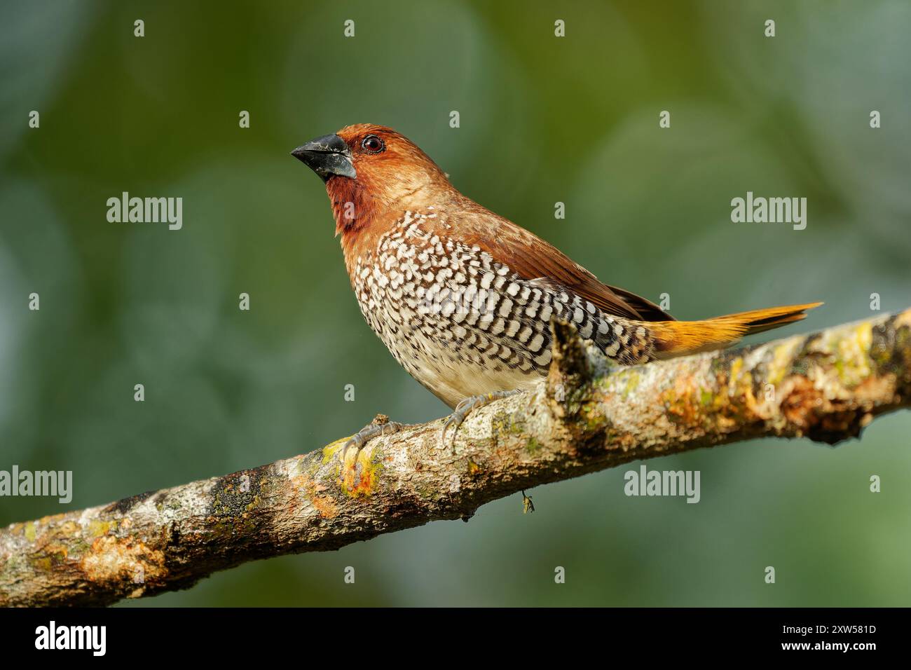 Munia Lonchura punctulata dal petto scottato, piccolo finch in Asia; predilige praterie, terreni agricoli; torace, mangime di semi, importante Foto Stock