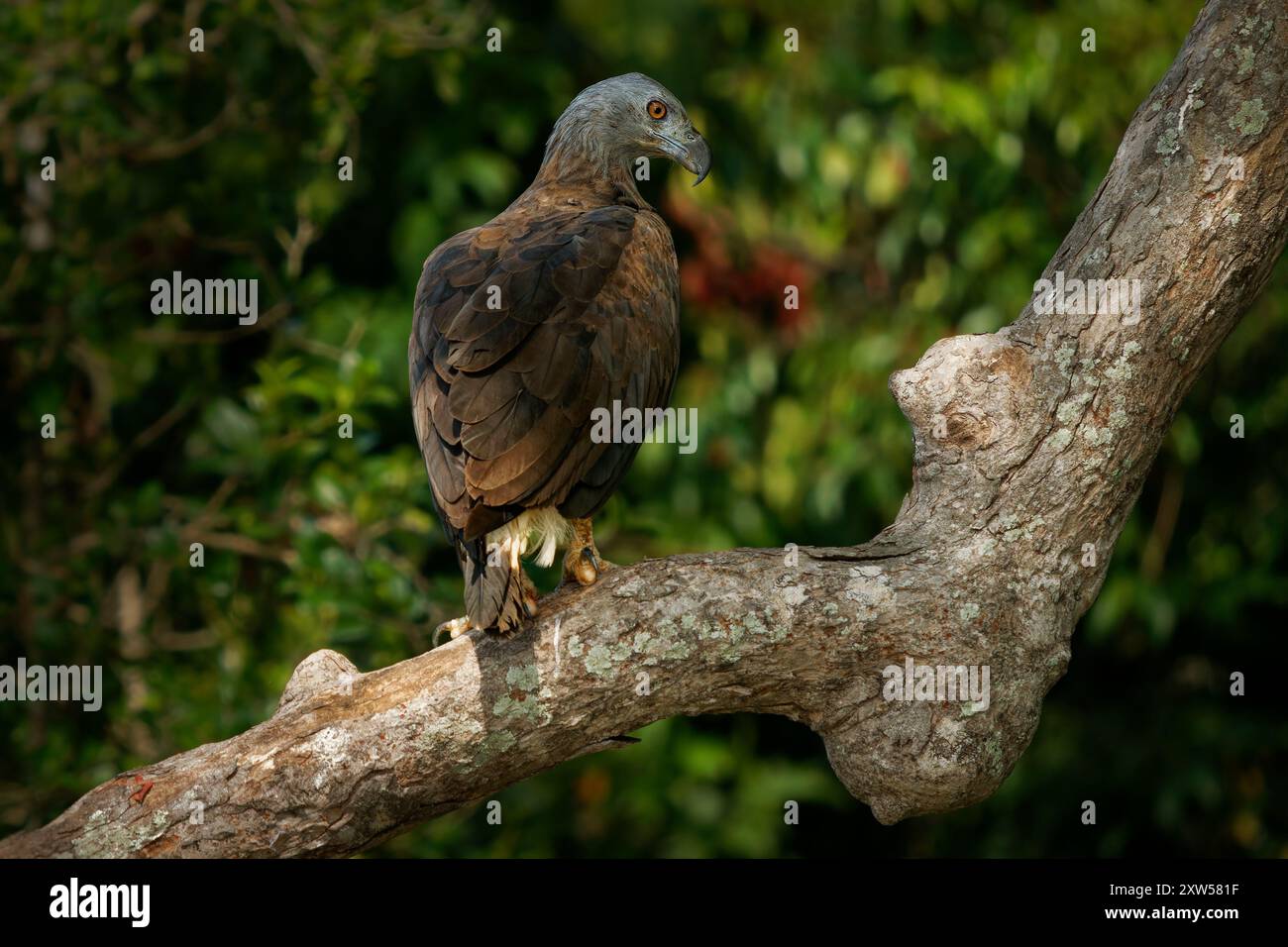 Haliaeetus ichthyaetus aetus dalla testa grigia, grande rapace nelle zone umide, fiumi del sud-est asiatico, India, cacciatore di pesci, vitale per gli ecosistemi di acqua dolce, Foto Stock