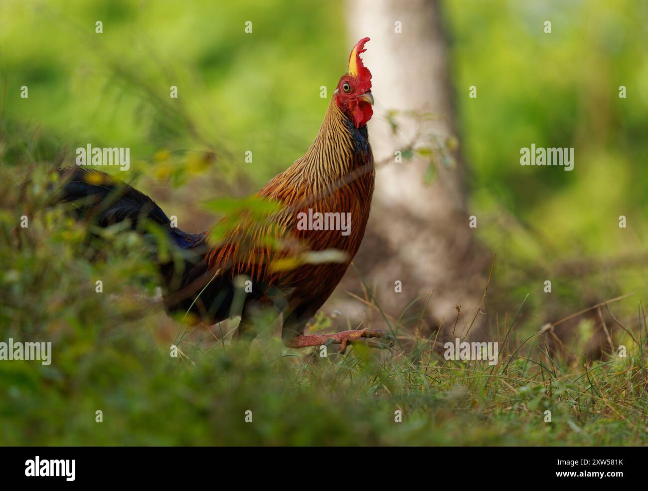 Sri Lanka Junglefowl Gallus lafayettii, vibrante uccello endemico nelle foreste, macchia mediterranea; sorprendente piumaggio rosso-arancio; uccello nazionale dello Sri Lanka, antenato Foto Stock