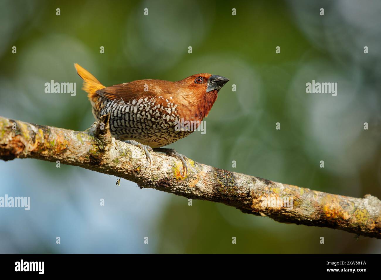 Munia Lonchura punctulata dal petto scottato, piccolo finch in Asia; predilige praterie, terreni agricoli; torace, mangime di semi, importante Foto Stock