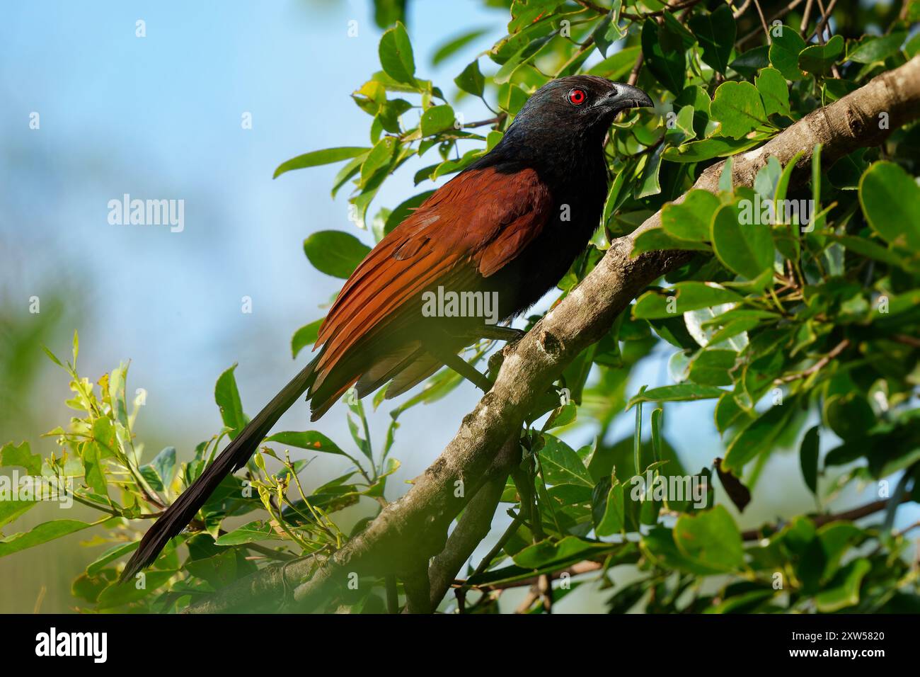 Greater Coucal - Centropus sinensis o fagiano corvo grande membro non parassitario degli uccelli cuculo, residente nel subcontinente indiano e nell'Asi sudorientale Foto Stock