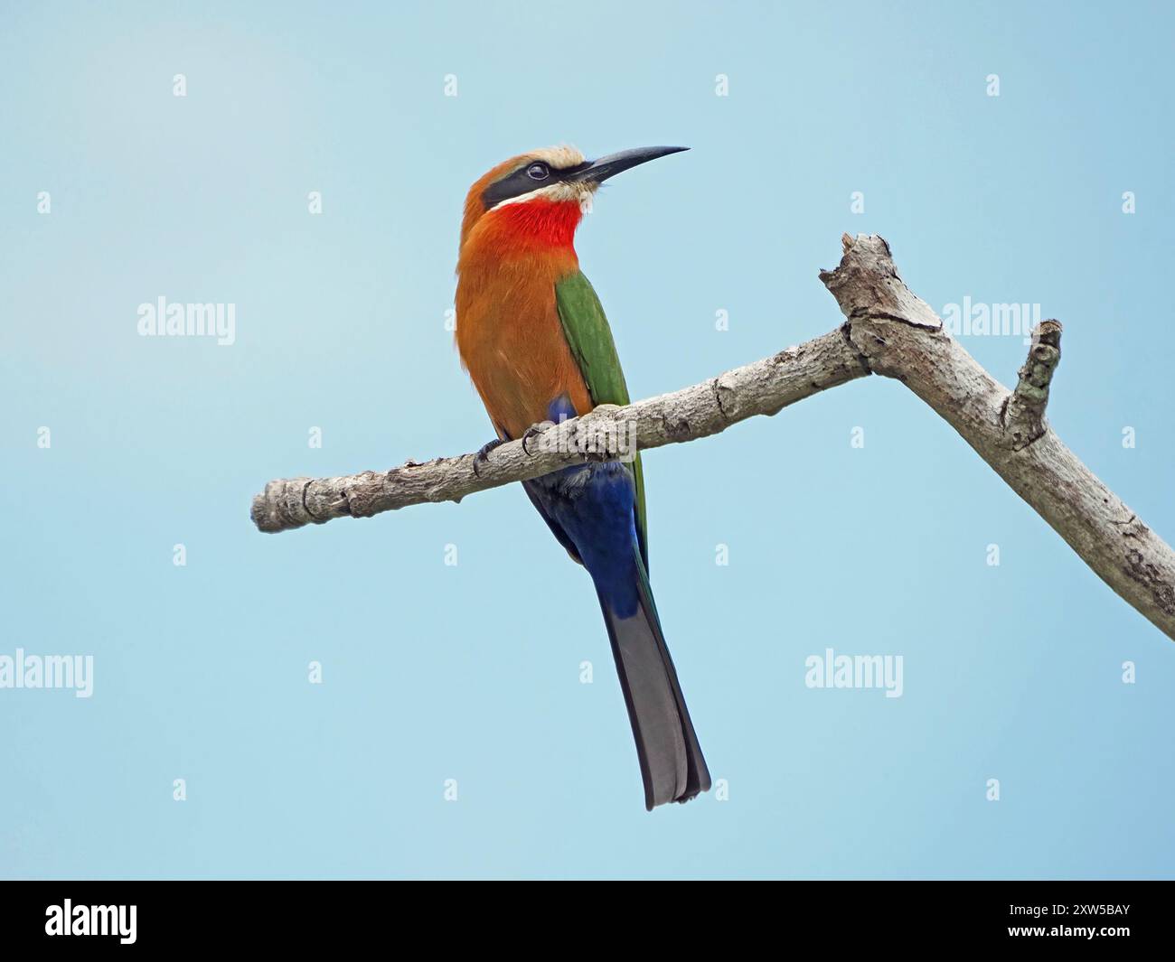 Mangia di api dalla facciata bianca (Merops bullockoides) con dettagliati insetti piumati di hawking dal persico sul ramo del Nyerere National Park, Tanzania, Africa Foto Stock