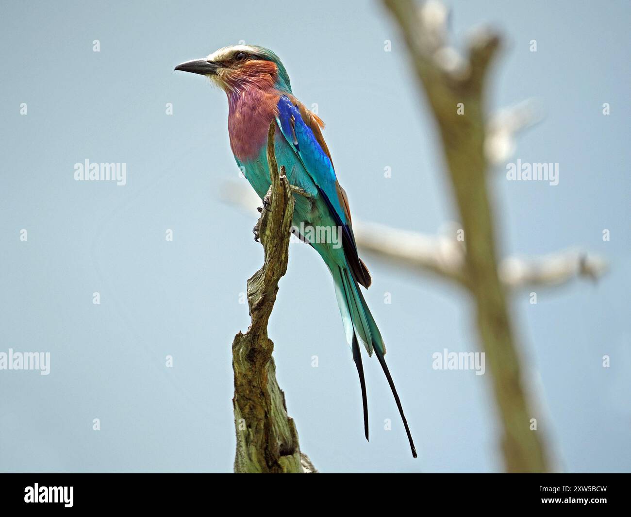 Colorato rullo petto lilla (Coracias caudatus) con lunghe rastrellatrici che sfrecciano dal persico sul ramo morto nel Parco Nazionale di Nyerere, Tanzania Foto Stock